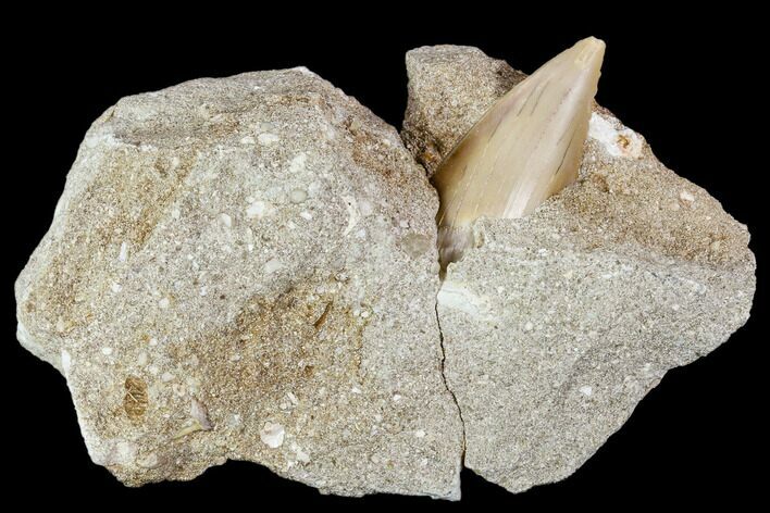 Otodus Shark Tooth Fossil in Rock - Eocene #111042